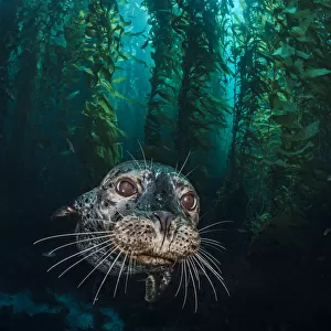 Harbour seal (Phoca vitulina) in the kelp forest (Macrocystis pyrifera)