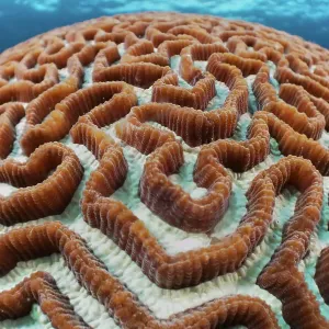 Hard Coral Print: Platygyra in Shallow Blue Water Hard Coral Print: Platygyra in Shallow Blue Water