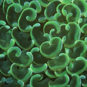 Hard coral polyps {Euphyllia ancora} Bunaken, Sulawesi, Indonesia