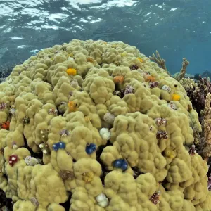 Hard Coral Print with Christmas-tree Worms Hard Coral Print with Christmas-tree Worms
