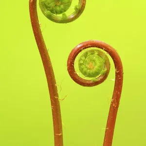 Blechnum spicant (férula dura), dos fajas de violín desplegándose. Cornualles, Inglaterra, Reino Unido. Mayo. Blechnum spicant (férula dura), dos fajas de violín desplegándose. Cornualles, Inglaterra, Reino Unido. Mayo.