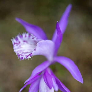 Hardy Chinese orchid (Pleione limprichtii) growing, Tangjiahe National Nature Reserve