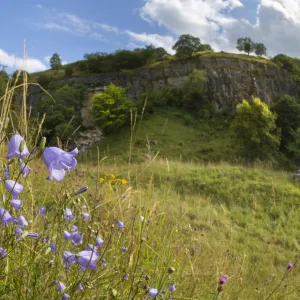 Harebells (Campanula rotundifolia) growing in disused limestone quarry