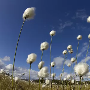 Harestail cotton-grass (Eriophorum vaginatum) growing on bog moorland, Scotland, UK