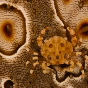 Harlequin Crab Print, camouflaged to match its sea cucumber host