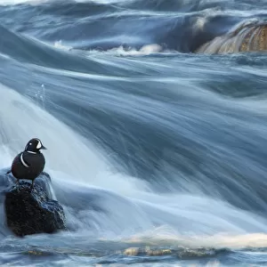 Harlequin duck (Histrionicus histrionicus) male on a large boulder in the fast flowing