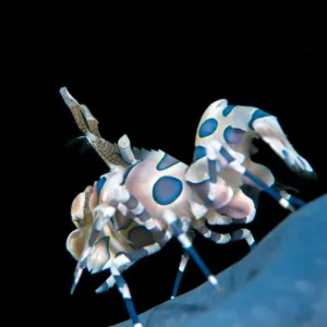 Harlequin shrimp (Hymenocera elegans) on a blue sea star. This species of shrimps feeds on starfish Harlequin shrimp (Hymenocera elegans) on a blue sea star. This species of shrimps feeds on starfish