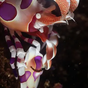 Harlequin Shrimp Print on Sea Floor, Huatulco Bays National Park Harlequin Shrimp Print on Sea Floor, Huatulco Bays National Park