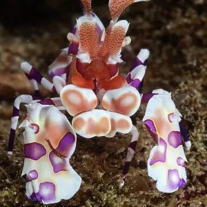 Harlequin Shrimp (Hymenocera elegans) on sea floor. Huatulco Bays National Park, Oaxaca state, Mexico, Pacific Ocean. November Harlequin Shrimp (Hymenocera elegans) on sea floor. Huatulco Bays National Park, Oaxaca state, Mexico, Pacific Ocean. November