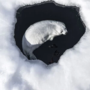 Harp seal (Pagophilus groenlandicus) pup swimming in a hole in the ice, Magdalen Islands, Canada. March