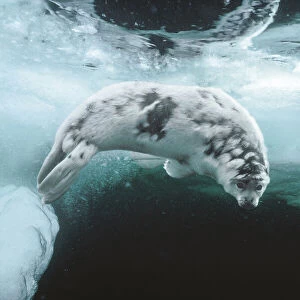 Harp seal (Pagophilus groenlandicus) pup about four weeks old, moulting, swimming under sea ice, Magdalen Islands, Gulf of St Lawrence, Canada