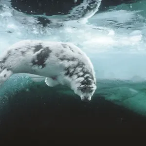 Foca arpía (Pagophilus groenlandicus) cachorro de unos cuatro semanas, en muda, nadando bajo el hielo marino, Islas Magdalena, golfo de San Lorenzo, Canadá.