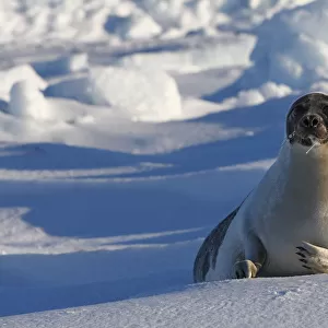 Harp seal (Phoca groenlandica), adult female on the ice, Magdalen Islands, Canada