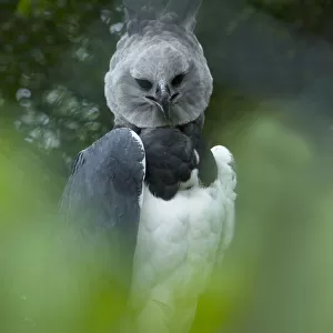 Harpy eagle (Harpia harpyja) native to South America, captive