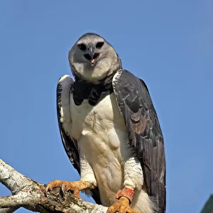 Harpy Eagle (Harpia harpyja) portrait. Gamboa, Soberania National Park, Panama