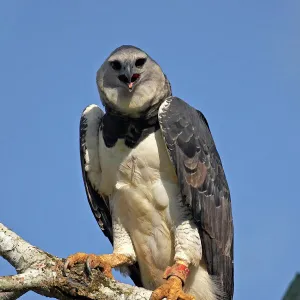 Harpy Eagle (Harpia harpyja) portrait. Gamboa, Soberania National Park, Panama