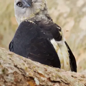 Harpy Eagle Print, Tambopata Region Harpy Eagle Print, Tambopata Region