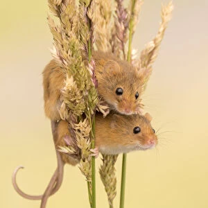Harvest mice (Micromys minutus) on grass stems, Devon, UK. July 2016. Captive