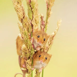 Harvest mice (Micromys minutus) on grass stems, Devon, UK. July Captive