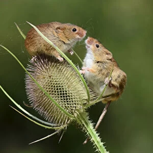 Harvest mice (Micromys minutus) on teasel seed head. Dorset, UK, August. Captive