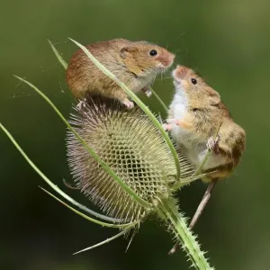 Harvest mice on teasel seed head Print Harvest mice on teasel seed head Print