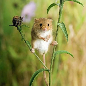 Harvest mouse {Micromys minutus) standing on Knapweed with wildflower meadow behind