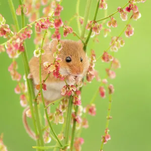 Harvest mouse (Micromys minutus) feeding on Sorrel (Rumex acetosa), Devon, England, UK. May. Captive