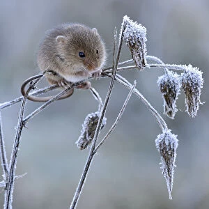 Harvest mouse (Micromys minutus) climbing on frosty seedhead, Hertfordshire, England