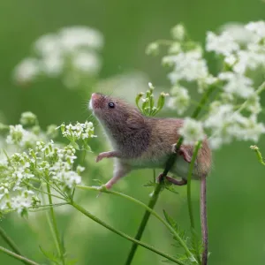 Harvest mouse (Micromys minutus) climbing among Cow Parsley, Hertfordshire, England