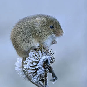 Harvest mouse (Micromys minutus) Sitting on frosty seedhead, Hertfordshire, England