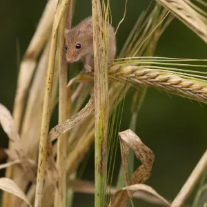 Harvest mouse (Micromys minutus) on barley cereal, Yorkshire, UK Captive Harvest mouse (Micromys minutus) on barley cereal, Yorkshire, UK Captive