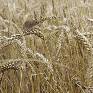 Harvest mouse (Micromys minutus) climbing among wheat, Hertfordshire, England, UK