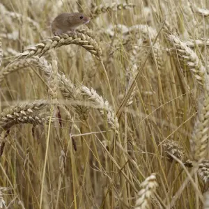 Harvest Mouse Print: Climbing Wheat, Hertfordshire Harvest Mouse Print: Climbing Wheat, Hertfordshire