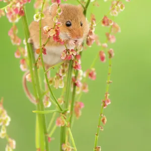 Harvest mouse feeding on Sorrel Print Harvest mouse feeding on Sorrel Print