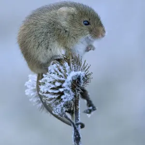 Harvest mouse (Micromys minutus) Sitting on frosty seedhead, Hertfordshire, England Harvest mouse (Micromys minutus) Sitting on frosty seedhead, Hertfordshire, England