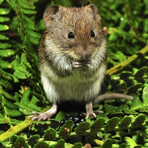 Harvest mouse (Micromys minutus soricinus) feeding on blackberry, captive, Dorset