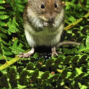 Harvest mouse (Micromys minutus soricinus) feeding on blackberry, captive, Dorset