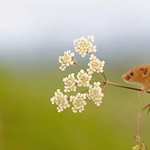 Harvest mouse (Micromys minutus) on stalk, West Country Wildlife Photography Centre