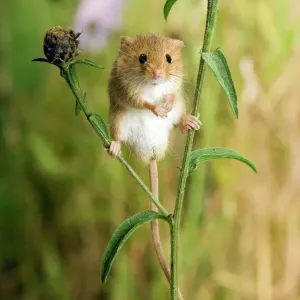 Harvest mouse {Micromys minutus) standing on Knapweed with wildflower meadow behind Harvest mouse {Micromys minutus) standing on Knapweed with wildflower meadow behind