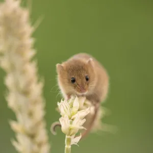 Harvest mouse (Micromys minutus) on wheat stem, Devon, UK (captive). May