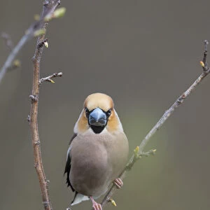 Hawfinch (Coccothraustes coccothraustes), male perched on twig, Uto, Finland, May