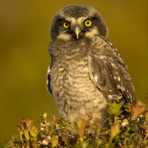 Hawk Owl young (Surnia ulula), Finland, June Hawk Owl young (Surnia ulula), Finland, June
