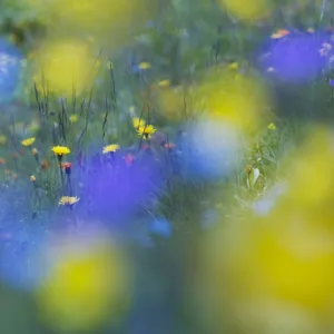 Hawks beard (Crepis aurea) and (Crepis bocconei) in flower, Liechtenstein, June 2009