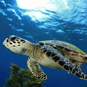 Hawksbill sea turtle (Eretmochelys imbricata) Bonaire, Leeward Antilles, Caribbean region