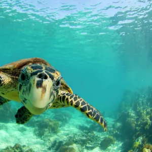 Aquatics Photographic Print Collection: Sea Turtles