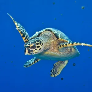 Hawksbill turtle (Eretmochelys imbricata) swimming up into the water column to feed