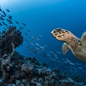 Hawksbill turtle (Eretmochelys imbricata) Port El Ghalib, Egypt, Red Sea
