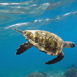 Hawksbill Turtle (Eretmochelys imbricata) swimming down after taking a breath. Rinca