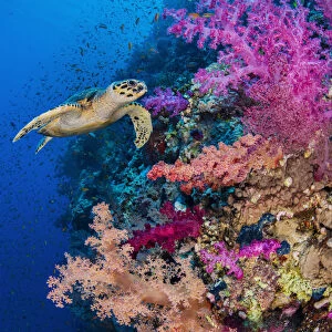 Hawksbill turtle (Eretmochelys imbricata) swims along a coral reef with pink soft coral