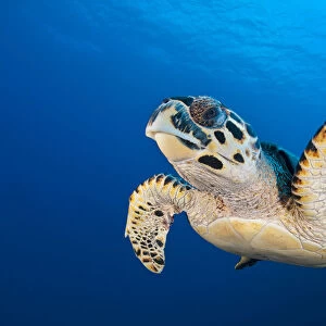 Hawksbill turtle (Eretmochelys imbricata) cruising along the drop off of a coral reef